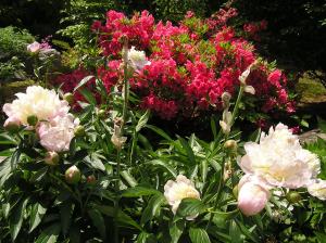 Peonies in the front yard