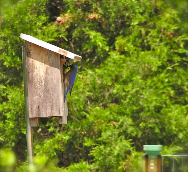 photo of baby bluebird