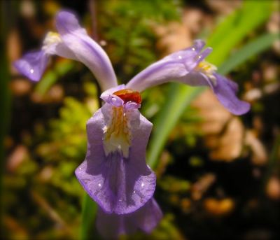 Dwarf Crested Iris photo