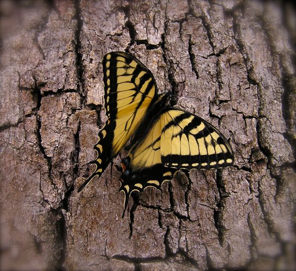Swallowtail butterfly photo
