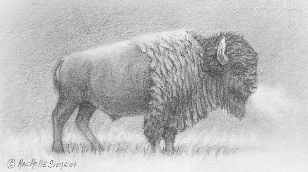 American Bison drawing