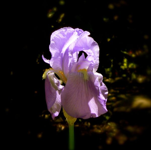 bearded iris bloom