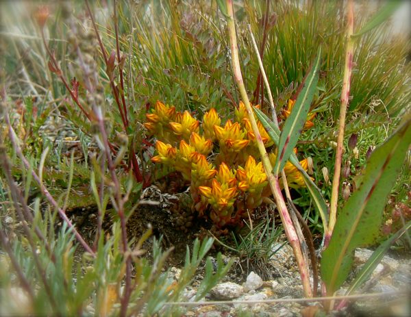 alpine wildflower in rocky mountain national parkjpg