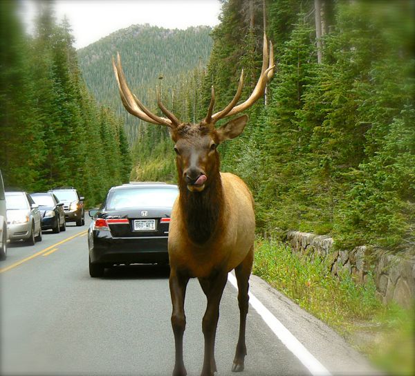 bull elk in rocky mountain national park