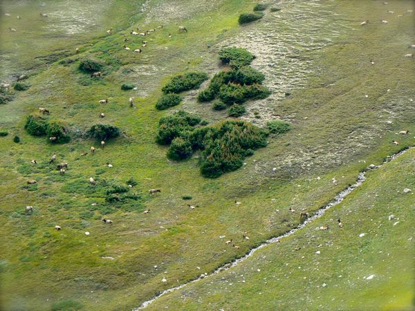 elk herd in rocky mountain national park