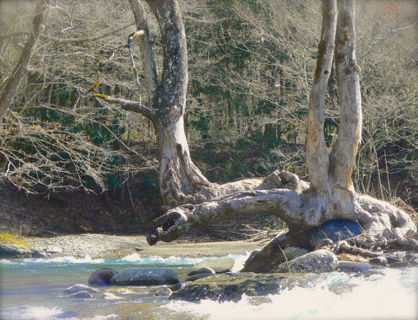 old tree at townsend wye