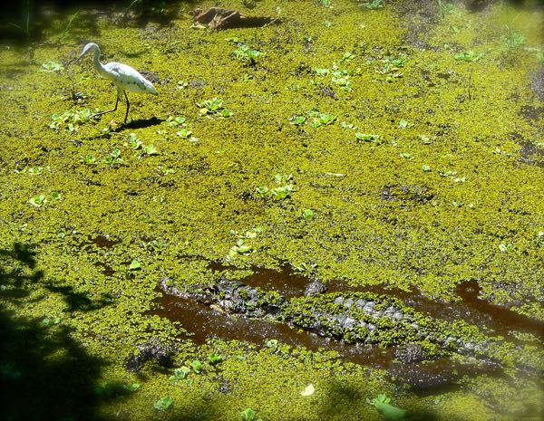 immature heron and gator at corkscrew swamp sanctuary