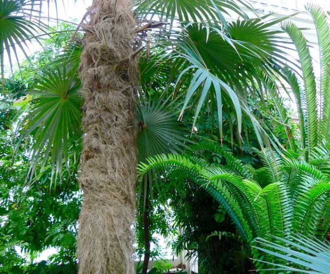 old man palm tree at Buffalo and Erie County Botanical Gardens - 1