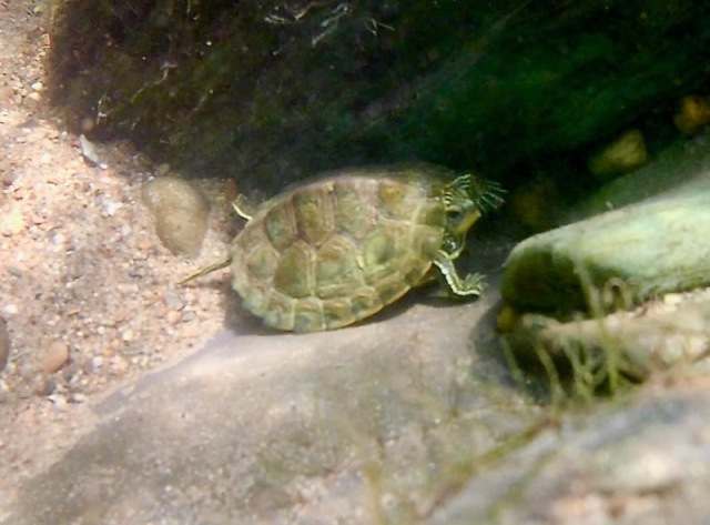 tennesse turtle photo