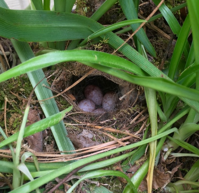 carolina wren nest and eggs