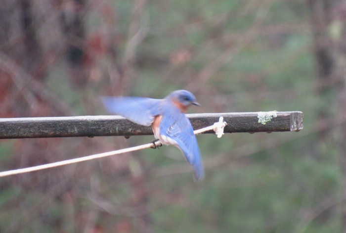 bluebird photo3