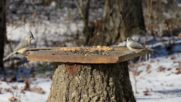 nature photography tufted titmouse
