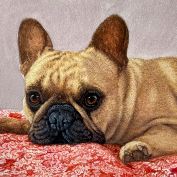 pet portrait from photo french bulldog14