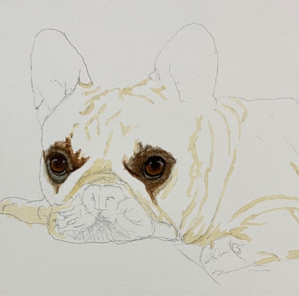 pet portrait from photo french bulldog3