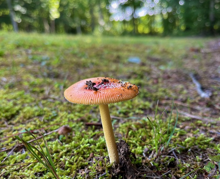 mushroom photo8