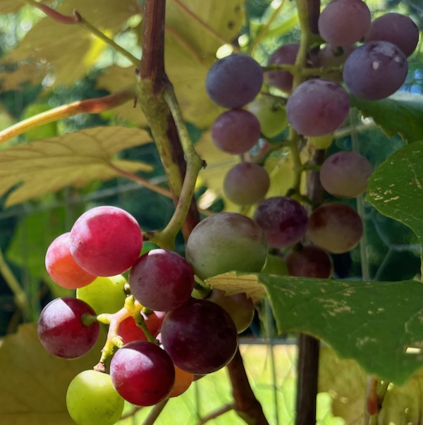 growing organic grapes