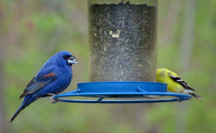 blue grosbeak &amp; goldfinch