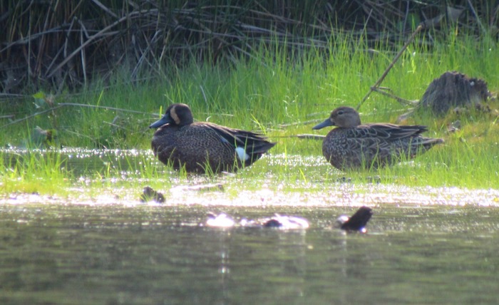 Blue-winged teal duck