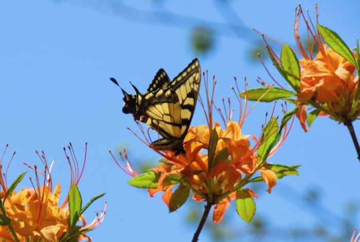 swallowtail butterfly on wild azalea