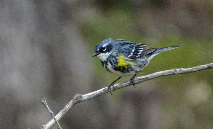 yellow-rumped warbler
