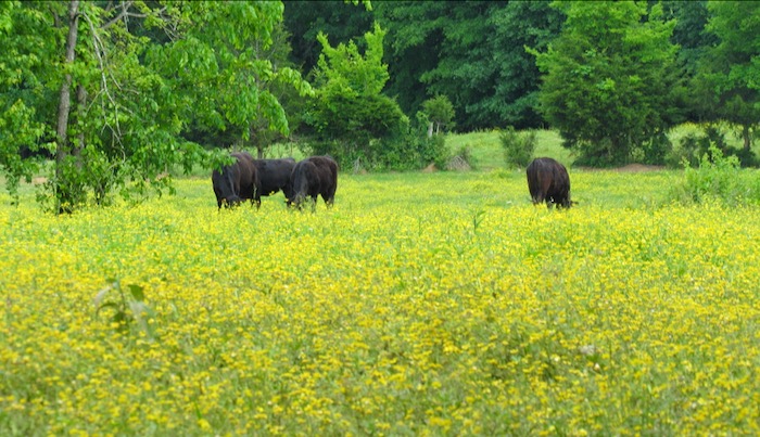 angus cattle in buttercups